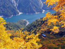 【～紅葉の見頃～】立山黒部アルペンルートは山頂より紅葉し始め、9月中旬～11月上旬が見ごろです。