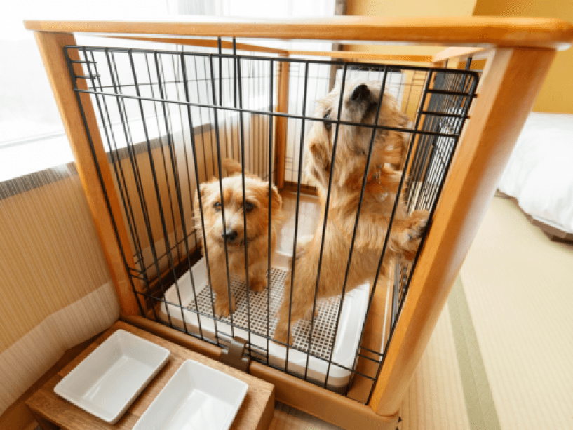 【愛犬同伴専用客室】 小型犬(6㎏以下)で1室あたり2頭まで同伴可能です。