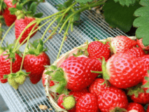 【フルーツパーク森の風】いちご収穫体験付※イメージ