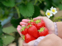 【フルーツパーク森の風】いちご収穫体験付※イメージ