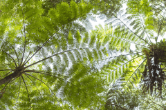 徳之島には、亜熱帯照葉樹の森が広がります。