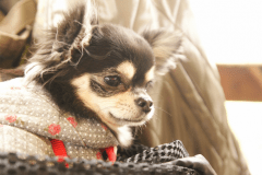 【ドッグ プレミアムスイート】白藍-Shiraai-◆ペット同伴可　 -380㎡-