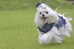 【ドッグスイート】瑠璃-Ruri-◆ペット同伴可　 -210㎡-