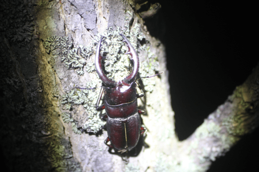 夜の森でクワガタ・カブト採集ナイトガイド！