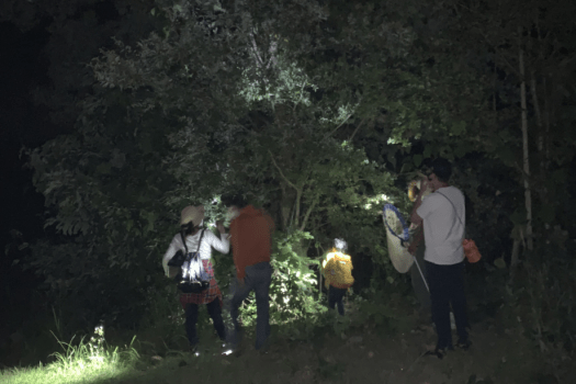 ライトを手に夜の森へ「ナイトガイド」