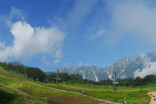 標高1515mのエイブル白馬五竜アルプス平に広がる日本有数の高山植物園「白馬五竜高山植物園」