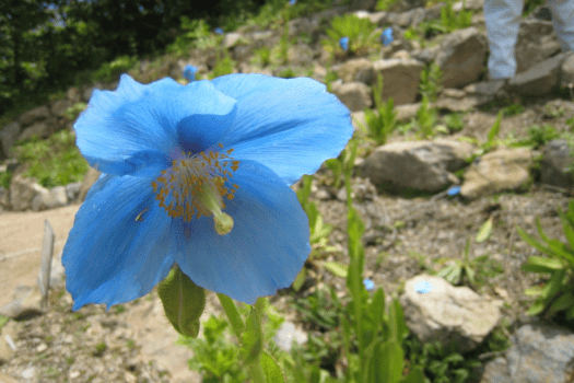 白馬五竜高山植物園では、幻の花ヒマラヤの青いケシやエーデルワイスなどの外国の高山植物が見られます