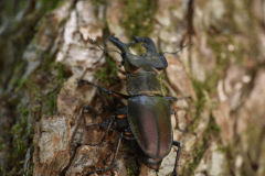 クワガタ・カブト採集ガイド！！プラン