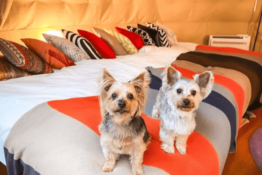 【Pet-Friendly】〈Sky Garden & Tree Swing〉Dome Tent 6m (Up to 5People)