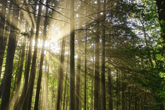 EZ DOME－2エアベッド・直径3Mドーム－