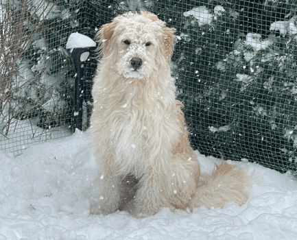 看板犬のもねとべるも皆様のお越しをお待ちしております。