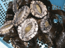 【お部屋出しまたは個室食】お好きな食べ方で！アワビ踊り焼き･アワビの刺身･アワビのステーキから選べる【2食付き】