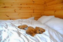 こちらのお部屋はわんちゃんと一緒にベッドでお休みいただけます。
 ※必ずオムツの着用をよろしくお願いいたします。ベッドで粗相された際はクリーニング代を請求させていただきます。