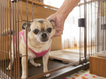 【愛犬同伴専用客室】和室<禁煙> 【愛犬同伴専用客室】和室<禁煙>