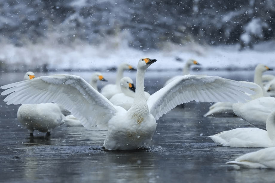雪景色の中を舞う、美しい白鳥も訪れる冬の新潟へ是非お越しくださいませ。