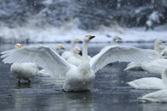 雪景色の中を舞う、美しい白鳥も訪れる冬の新潟へ是非お越しくださいませ。
