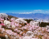 ふくしまの桃源郷と呼ばれる花見山から見た吾妻小富士