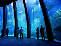 【アクアミュージアム】　大水槽