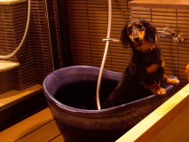 わんちゃん入浴中