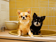 ワンちゃん温泉風呂付客室 「こぎく」38㎡