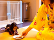 わんちゃんお食事中（イメージ）