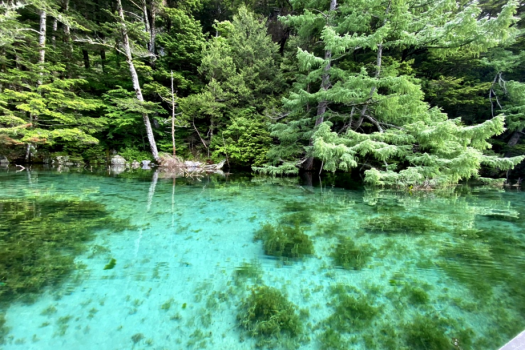 上高地の四季（明神池）