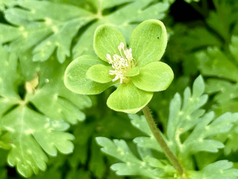 緑のニリンソウ