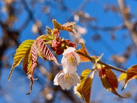 タカネザクラ