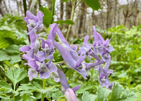 ヤマエンゴサク