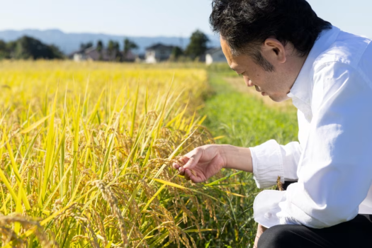 1日3組限定 地産地消を味わう シェフ厳選8品のコース【1泊夕朝食付】／ 18時30分開始