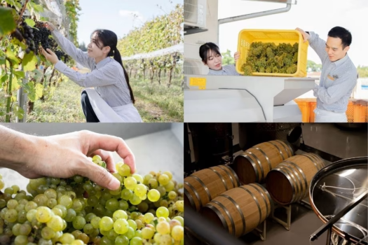 11月2日（日）限定【PINO COLLINAコラボ】 一夜限りのペアリングディナー･朝食付きプラン