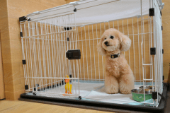 【禁煙】ペットフレンドリールーム　２名利用ダブルベッド１台