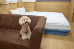 【禁煙】ペットフレンドリールーム　２名利用キングベッド１台