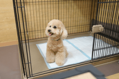 【禁煙】ペットフレンドリールーム　２名利用キングベッド１台