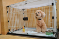 愛犬と一緒のお部屋にご宿泊♪客室数限定！【朝マック200円券付き】