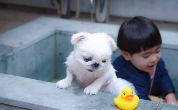 【ドッグ・ベース】1棟貸切・110㎡”愛犬可・スイートヴィラ仕様”・源泉かけ流しの温泉露天風呂