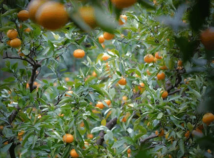 【みかん狩り体験付き】≪10%OFF≫〈素泊まり〉冬旅！源泉かけ流しの湯に癒される自由なひととき