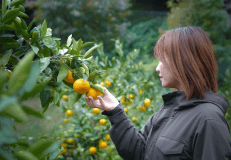 【みかん狩り体験付き】≪10%OFF≫〈1泊2食〉秋の味覚と温泉旅グランピング-実り豊かな秋旅を-