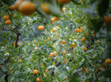 【みかん狩り体験付き】≪10%OFF≫〈素泊まり〉秋旅！源泉かけ流しの湯に癒される自由なひととき