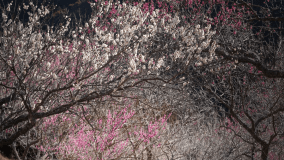 ≪10%OFF＋湯河原旬彩体験≫〈1泊2食〉冬の味覚と温泉旅グランピング-実り豊かな冬旅を-