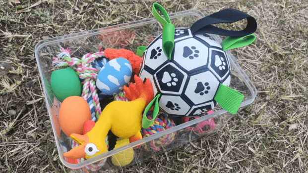 【DOG CAMP SITE 柵付きドッグラン持ち込み・電源なしプラン】自分のキャンプギアで楽しむ柵付きプライベートサイト