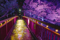 【JOZANKEI NATURE LUMINARIE】メインの二見吊橋では、マッピングと照明による演出が