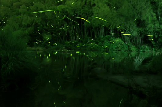 【ＨOTARU NIGHT】
