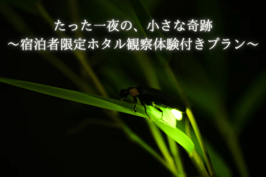 〜宿泊者限定ホタル観察体験付きプラン〜