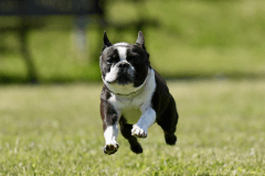 ドッグサファリテント【犬同伴テント】