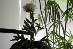 【お一人様応援プラン】無料朝食付きアーリー・チェックイン&レイト・チェックアウト