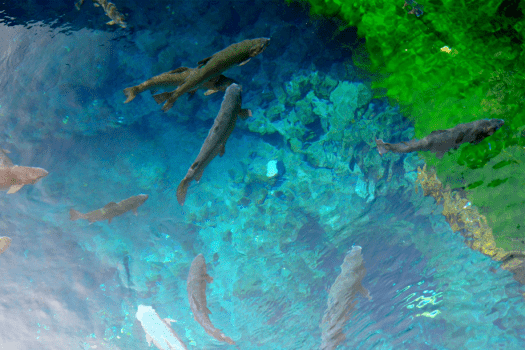 【選べるお食事】&laquo;stay villa&raquo;■5名以上がお得■まるで別荘のような開放的な空間を満喫。～&rdquo;天然温泉＆プライベートプール&rdquo;でラグジュアリーな滞在を～〔ルームチャージ〕