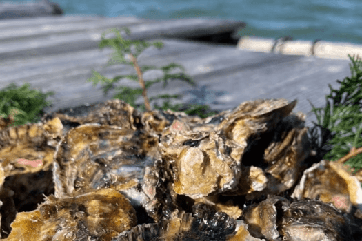【11月以降のご予約／伊勢志摩の旬♪口いっぱいに広がる海の恵み】三重県産&rdquo;浦村かき&rdquo;を味わう、牡蠣のカンカン焼き付き｜BBQグランピング〈1泊2食〉