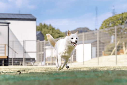 【日帰りプラン】■ecoグランピング■使い方は自由ワンちゃんと一緒に日帰り♪コンロ付き☆ゴミ分別＆アメニティ持参でSDGs！