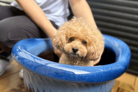 ＜愛犬可＞【Luxury DOG Trailer】2ベッド・34㎡｜露天風呂・専用ドッグラン付き